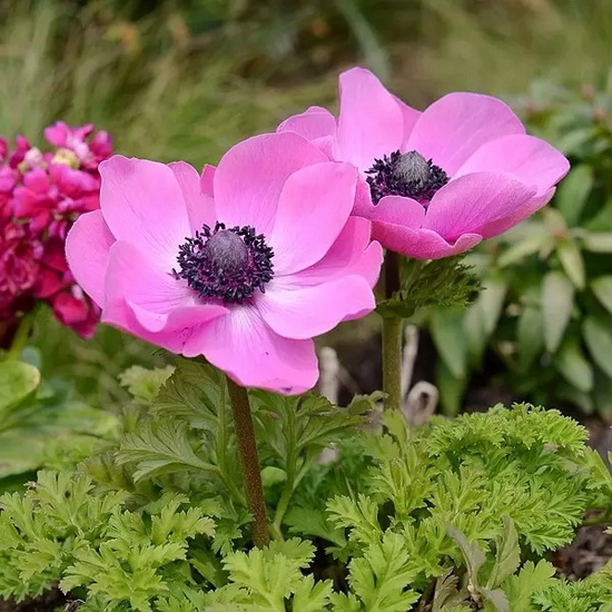 Exotic flowers adds appeal