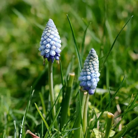 Exotic flowers adds appeal