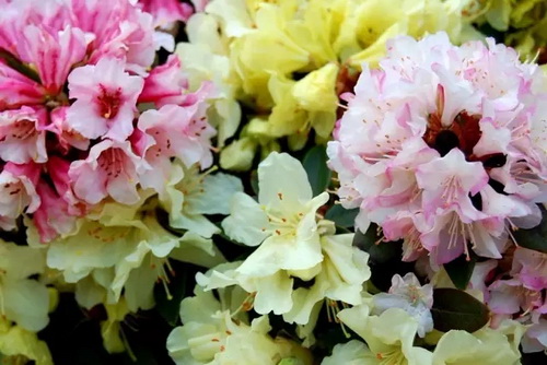 Rhododendrons burst into bloom in riot of colors