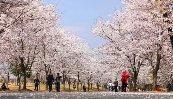 Best places for admiring cherry blossom in Shanghai