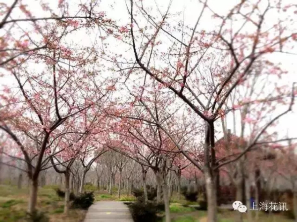 Best places for admiring cherry blossom in Shanghai