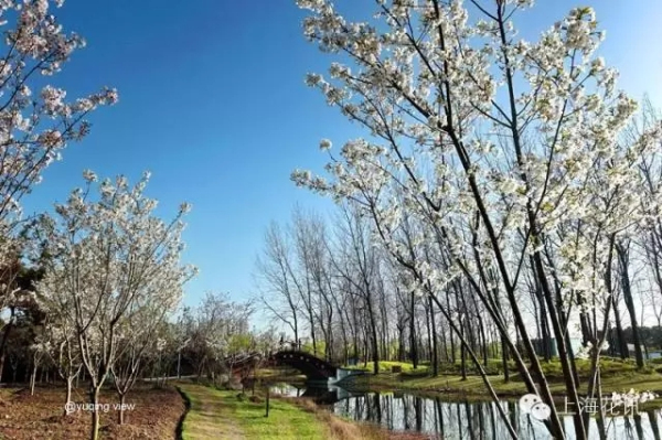 Best places for admiring cherry blossom in Shanghai