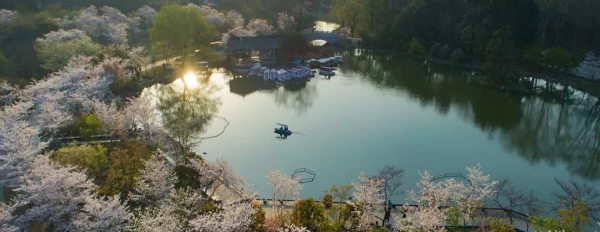Best places for admiring cherry blossom in Shanghai