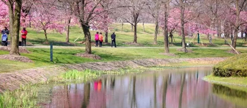 Chenshan Botanical Garden receives 22,000 tourists at weekend