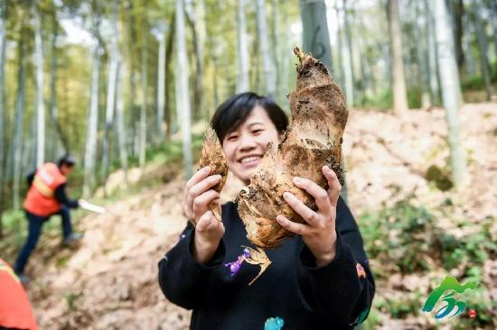 Sheshan Bamboo Shoots Festival unveiled