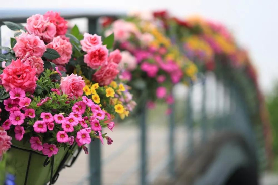 Attractions to enjoy Mother's Day in Sheshan
