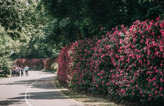 Spectacular roses wall amazes visitors in Sheshan