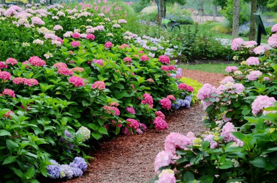 Hydrangeas in full bloom in Chenshan