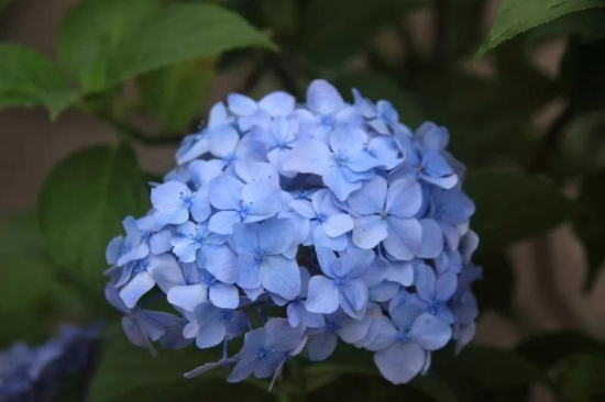 Hydrangeas in full bloom in Chenshan