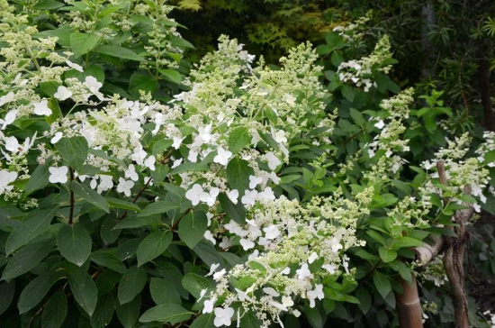 Hydrangeas in full bloom in Chenshan