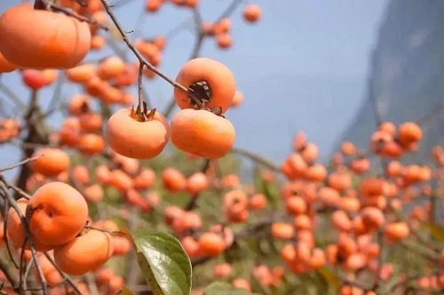 Pick fruit at Chenshan Botanical Garden