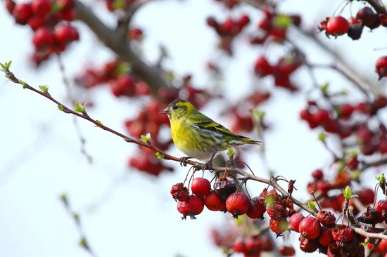 Go bird watching at Chenshan Botanical Garden