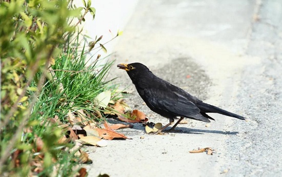 Go bird watching at Chenshan Botanical Garden