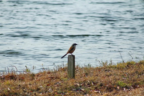 Go bird watching at Chenshan Botanical Garden