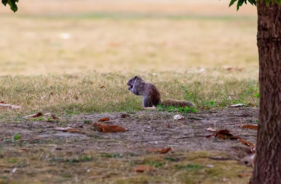 In pics: Wildlife at Shanghai Chenshan Botanical Garden