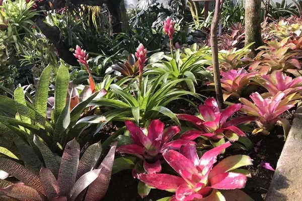 Chenshan Botanical Garden's Bromeliad Valley takes on new look