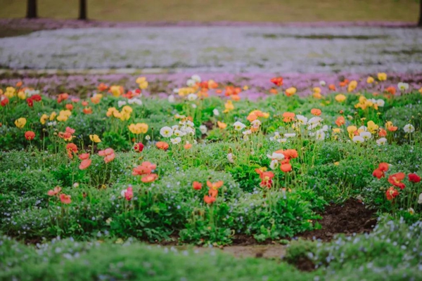 North American flowers bloom in Chenshan Botanical Garden