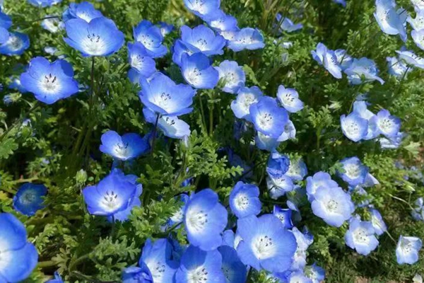 North American flowers bloom in Chenshan Botanical Garden