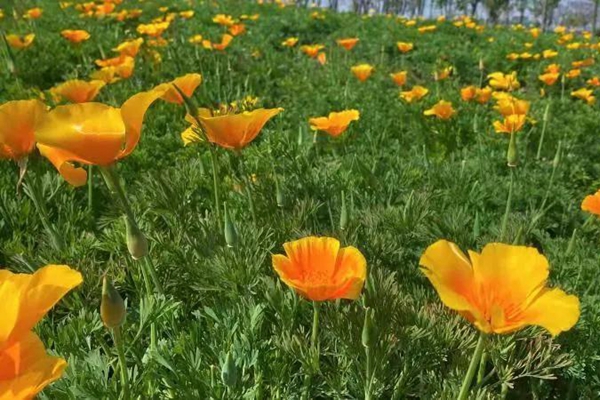 North American flowers bloom in Chenshan Botanical Garden