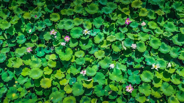 Lotus flowers in full bloom at Shanghai Chenshan Botanical Garden