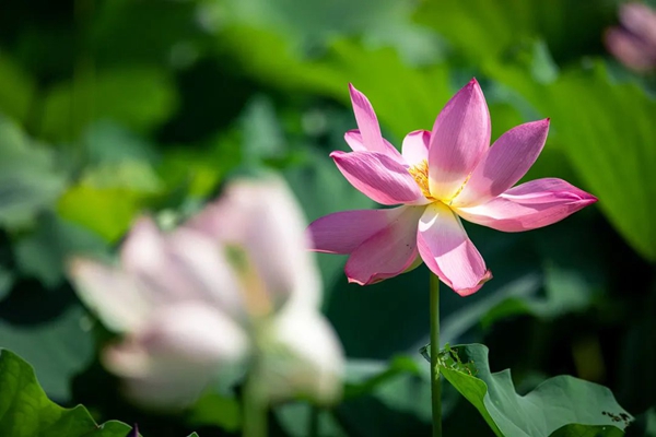 Lotus flowers in full bloom at Shanghai Chenshan Botanical Garden