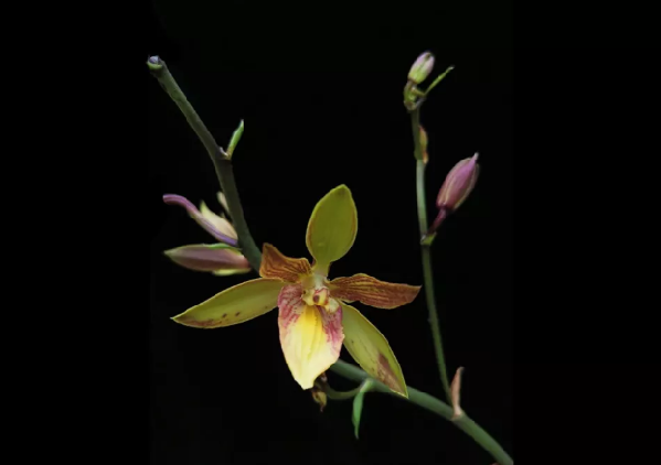 Chenshan cultivated orchid certified by Royal Horticultural Society