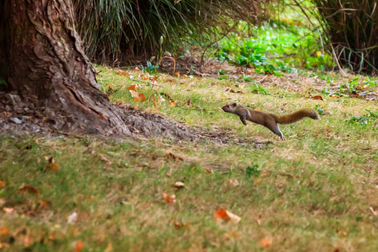 In pics: Wildlife at Shanghai Chenshan Botanical Garden