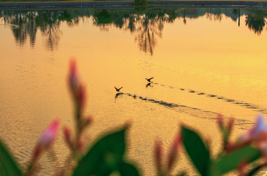 In pics: Wildlife at Shanghai Chenshan Botanical Garden