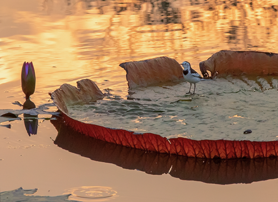 In pics: Wildlife at Shanghai Chenshan Botanical Garden