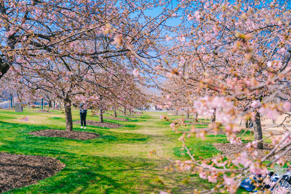 Cherry blossoms bring early spring to Chenshan Botanical Garden