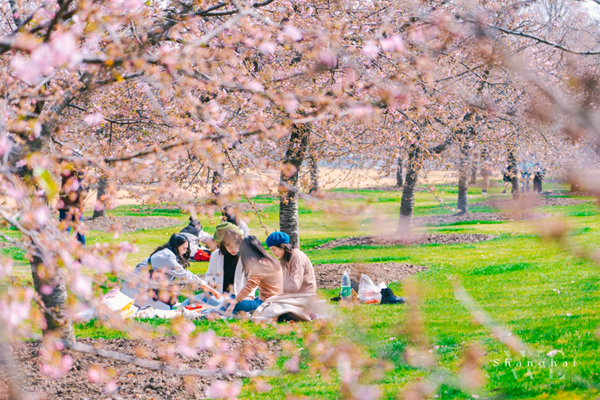 Cherry blossoms bring early spring to Chenshan Botanical Garden