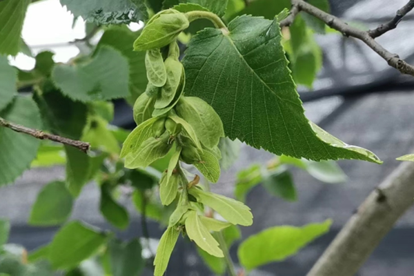 Endangered plant fruits for first time at Chenshan Botanical Garden