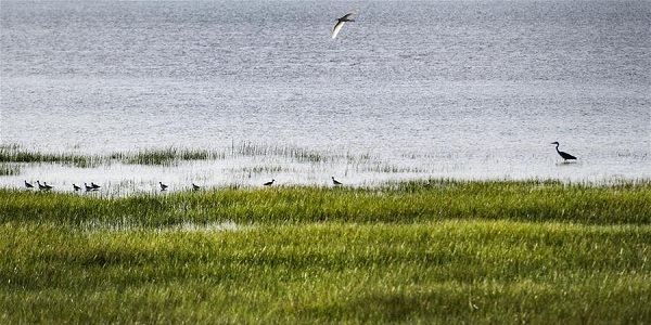 Scenery of Huliuhe wetland in Guangling county