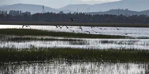 Scenery of Huliuhe wetland in Guangling county