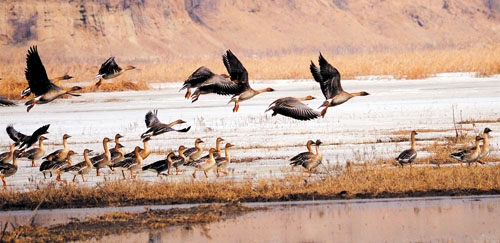 Water birds on Sanggan River