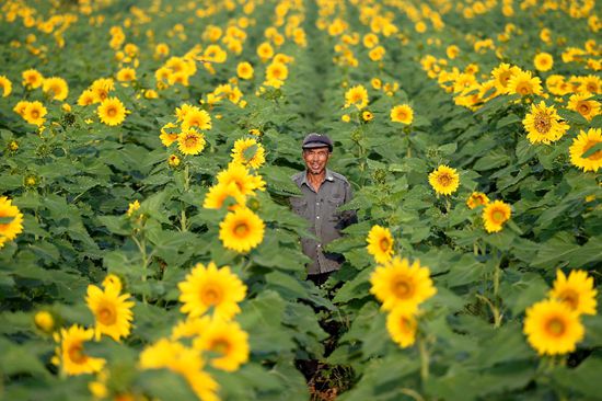 Sunflowers lead farmers to wealth