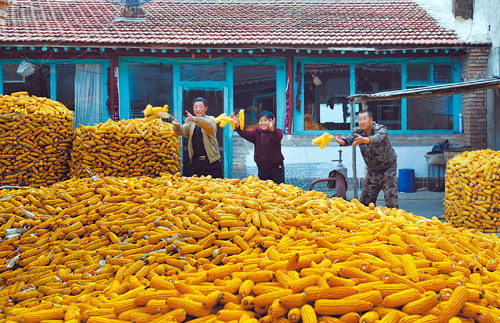 Corn harvest in Datong
