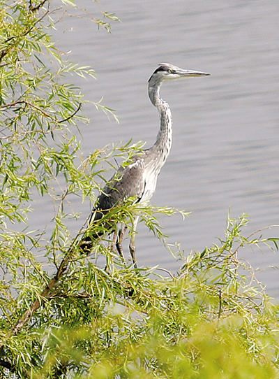 Datong becoming a veritable paradise for wildlife