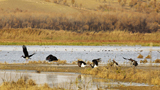 Datong becoming a veritable paradise for wildlife