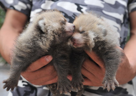 Red Panda cubs get a dog wet nurse