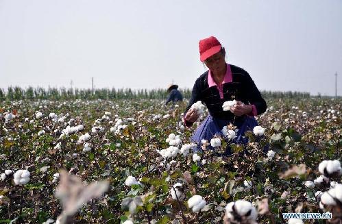 Cotton harvest in China's Shanxi province