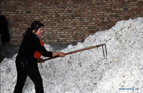 Cotton harvest in China's Shanxi province