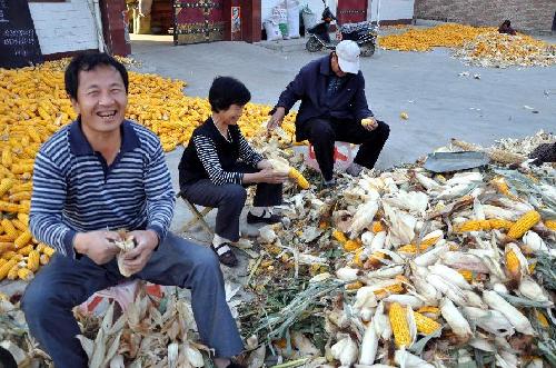 Good harvest in Xinjiang county, China's Shanxi