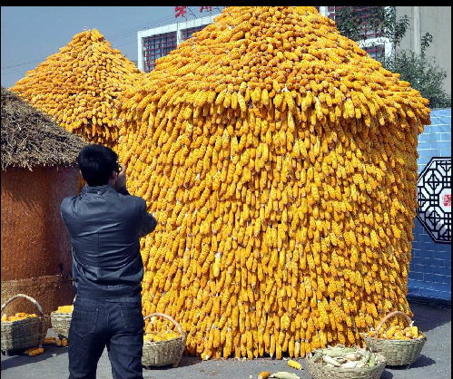 Good harvest in Xinjiang county, China's Shanxi