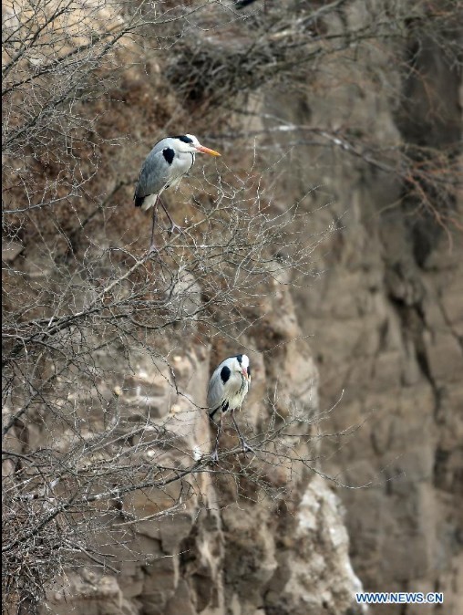 Herons live around Yellow River in N China