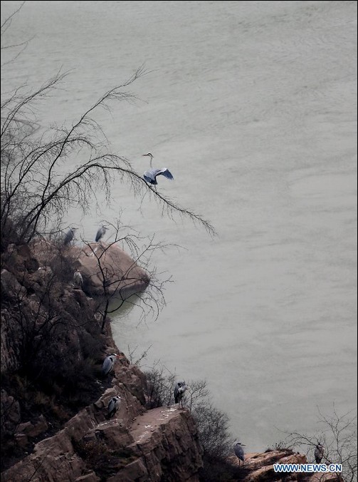 Herons live around Yellow River in N China