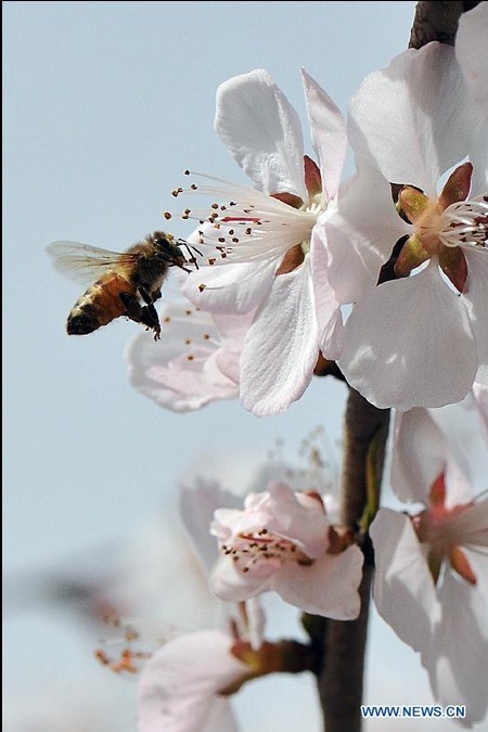 Bee gathers honey from flower in China's Taiyuan