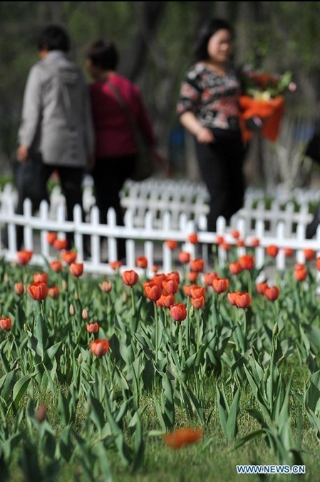 Beautiful tulips at Yingze Park in Taiyuan