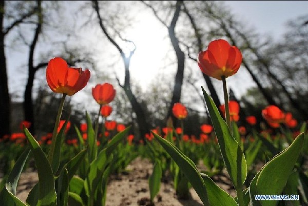 Beautiful tulips at Yingze Park in Taiyuan