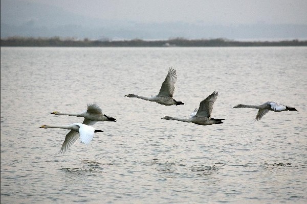 Wild swans make it to Pinglu